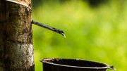 Thị trường cao su ngày 10/1: Giá tại Nhật Bản giảm phiên thứ hai liên tiếp