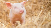 Giá heo hơi hôm nay 13/5: Sơn La và Thanh Hoá tăng nhẹ 1.000 đồng/kg