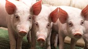 Giá heo hơi hôm nay 4/3: Tiếp tục đi xuống ở miền Bắc và miền Trung