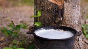 TT cao su châu Á ngày 3/6: Giá tại Nhật Bản đạt mức cao nhất 15 năm do nguồn cung khan hiếm
