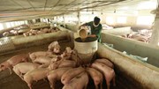 Tăng đàn đảm bảo nguồn cung thịt lợn cuối năm