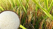 Giá ngũ cốc ngày 30/11/2022: Lúa mỳ được hỗ trợ bởi đồng USD suy yếu