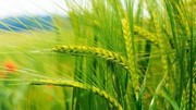 Giá ngũ cốc ngày 6/12/2022: Lúa mì giảm xuống mức thấp nhất trong 13 tháng