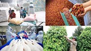 Xuất khẩu nông lâm thủy sản quý 1/2024: Cà phê lập kỷ lục, gạo và rau quả tiếp tục tăng mạnh