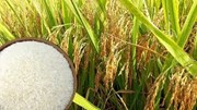 Nhu cầu mạnh từ Indonesia đẩy giá gạo Thái Lan tăng cao