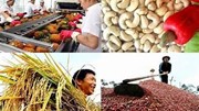 Chủ động triển khai các biện pháp bảo đảm sản xuất, chế biến, tiêu thụ và xuất khẩu nông sản