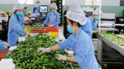 Kinh tế tuần hoàn: “Hộ chiếu xanh” cho hàng Việt xuất ngoại 