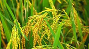 Xuất khẩu giảm tốc, ngành lúa gạo đứng trước yêu cầu đổi hướng