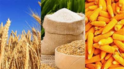 Thị trường năng lượng kéo giá đường và ngô tăng cao