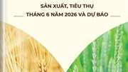 THÔNG TIN MẶT HÀNG GẠO – SẢN XUẤT, TIÊU THỤ THÁNG 06 NĂM 2026 VÀ DỰ BÁO