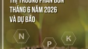 Thị trường phân bón tháng 6 năm 2026 và dự báo