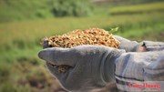 Nguồn cung dồi dào, xuất khẩu gạo bước vào cuộc đua mới