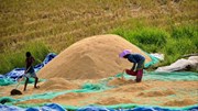 Thị trường lúa gạo ngày 29/7: Xuất khẩu tăng giá, trong nước tiếp tục đi ngang