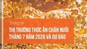 Thông tin Thị trường thức ăn chăn nuôi và nguyên liệu trong nước và thế giới 7 tháng đầu năm 2026 và dự báo