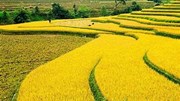 TT lúa gạo ngày 26/8: Một số loại lúa tươi và gạo nguyên liệu giảm, giao dịch chậm
