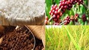 Giá lúa mì có khả năng sẽ hồi phục trở lại từ vùng giá tâm lí 600
