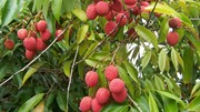 Quả vải VN chính thức xuất hiện tại hệ thống siêu thị bán lẻ lớn nhất nước Mỹ