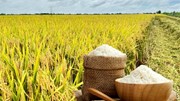 Thị trường hàng hóa trong nước ngày 7/10: Giá lúa gạo ổn định