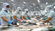  FSIS công nhận 19 nhà máy chế biến cá tra được xuất khẩu vào Mỹ