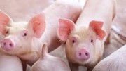 Giá lợn hơi ngày 11/8/2022 tăng tại 2 miền Nam Bắc