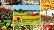 Nông sản Việt Nam tăng tốc xuất khẩu vào Bắc Âu