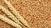 Nhập khẩu lúa mì từ các thị trường 3 tháng đầu năm 2024