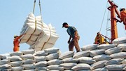 Dự báo xuất khẩu gạo Việt Nam có thể vượt kế hoạch