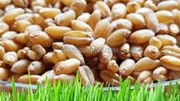FAO: Dự báo ngày 2/5/2024 về cung - cầu lúa mì thế giới năm 2023/2024