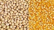 USDA: Dự báo niên vụ 2024/2025 sản lượng ngô thế giới giảm, đậu tương tăng 
