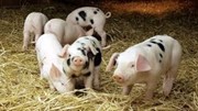 Giá heo hơi ngày 6/5/2025: Theo chiều đi xuống tại nhiều tỉnh phía Nam