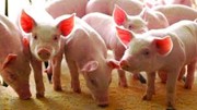 Giá heo hơi ngày 29/5/2025: Tăng nhẹ tại vài nơi, miền Nam thu mua cao nhất cả nước