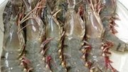 Việt Nam nhập khẩu thủy sản nhiều nhất từ thị trường Indonesia