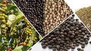 Giá hạt tiêu hôm nay 15/7: Thị trường biến động mạnh do thuế đối ứng của Mỹ