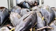 Chưa gỡ được nút thắt, doanh nghiệp xuất khẩu cá ngừ vẫn gặp khó