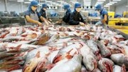 Nghịch lý ngành cá tra: 'Vua' xuất khẩu nhưng 'lép vế' trên sân nhà