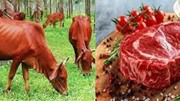 Kim ngạch xuất khẩu thịt đỏ của Vương quốc Anh trong nửa đầu năm 2025 tăng gần 10%
