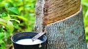 Xuất nhập khẩu cao su bứt tốc, thị trường sôi động trở lại