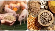 Nhập khẩu thức ăn gia súc 8 tháng năm 2025 giảm nhẹ