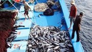 Xuất khẩu thuỷ sản 8 tháng năm 2025 tăng trưởng tốt