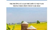 THỊ TRƯỜNG LÚA GẠO THẾ GIỚI VÀ VIỆT NAM THÁNG 9/2025: PHÂN TÍCH VÀ DỰ BÁO