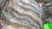 Tôm Việt bứt tốc trên thị trường thế giới