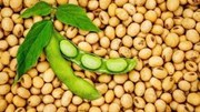 Giá đậu tương tại Mỹ giảm khi Trung Quốc chuyển sang nhập khẩu từ Brazil 
