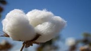 Hoa Kỳ tiếp tục duy trì vị trí nhà cung cấp bông lớn nhất cho Việt Nam