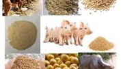 Nhập khẩu thức ăn gia súc và nguyên liệu từ các thị trường chủ yếu tháng 1/2026 