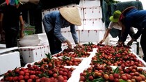 Xuất khẩu rau quả sẽ gặp khó vì cuộc chiến thương mại Mỹ - Trung