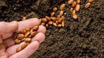 Hướng dẫn về phân loại mã HS và chính sách thuế nhập khẩu hạt giống cây trồng