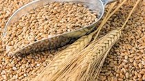 Nhu cầu tiêu thụ lúa mỳ trong nước phục hồi và tăng trưởng mạnh