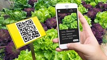 Truy xuất nguồn gốc không tạo “luồng xanh”, nhưng mở rộng cơ hội xuất khẩu