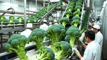Nhật Bản bổ sung bông cải xanh vào danh mục rau thiết yếu sau 52 năm