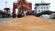 Nhập khẩu đậu tương của Trung Quốc tháng 8 giảm